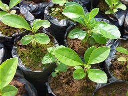 Mate seedlings in Paraguay 