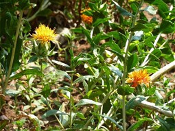  Safflower cultivated as medical plant. 