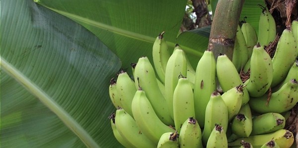  Biodiversität in den Standards des Bananen- und Ananassektors 