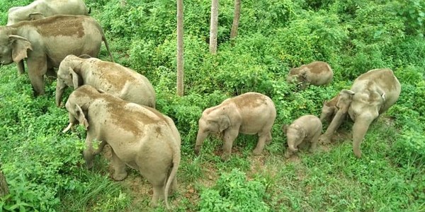  Elefantenschutz im Einklang mit den Menschen vor Ort 
