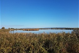  Shore line of Lake Balaton with reeds  