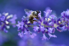  Wild Bee (Photo: Udo Gattenlöhner) 