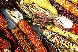  Bunter Mais | Unternehmen Biologische Vielfalt (UBi) | GlobalNatureFund 