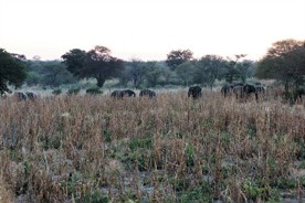  Elefanten fressen große teile der Ernte in Mucusso - ein Problem für die Menschen vor Ort (Photo: U. Gattenlöhner) 