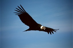  Condor (Photo: GNF) 