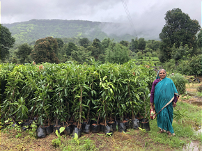  Frauen einer Self-Help-Group kümmern sich um das Pflanzen und Wässern der Bäume 