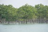 World Mangrove Day 2021: Warum nachhaltigere Garnelen gut für Mangroven-, Küsten- und Klimaschutz sind