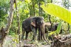 World Elephant Day 2021: GNF weist Wege aus dem Dickhäuter-Dilemma am Himalaya