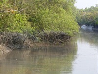 Mangrovenzukunftstag 2022: Dialogforum für Schutz, Wiederherstellung und nachhaltige Nutzung von Mangroven