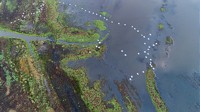 Bedrohte Wildnis im Herzen Europas: Das Stettiner Haff ist „Bedrohter See des Jahres 2024"