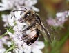 33 neue Wildbienenarten im Saarland im Rahmen des Projekts „LIFE Insektenfördernde Regionen" entdeckt