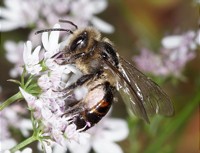 33 new wild bee species discovered in Saarland as part of the "LIFE Insect-Responsible Sourcing Region" project