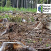 Onlineportal elan! - Wie bekommen Unternehmen Entwaldung aus ihren Lieferketten?